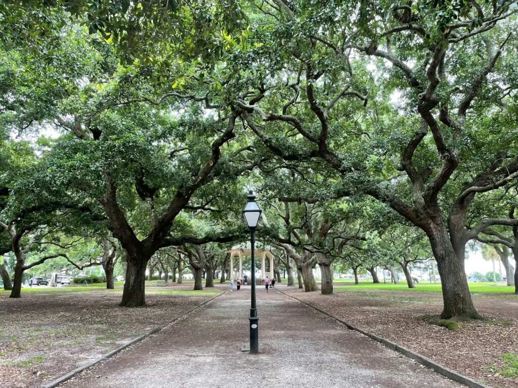 black street light near green trees during daytime